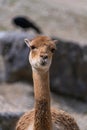 Vicuna from alpine areas of the Andes Royalty Free Stock Photo