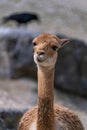 Vicuna from alpine areas of the Andes Royalty Free Stock Photo