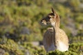 Vicuna on the Altiplano, Chile Royalty Free Stock Photo