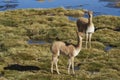 Vicuna on the Altiplano of northern Chile