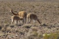 Vicuna on the Altiplano of Northern Chile Royalty Free Stock Photo