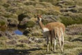 Vicuna on the Altiplano of northern Chile Royalty Free Stock Photo