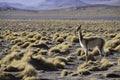 Vicuna ancestor of lama and alpaca in Andes