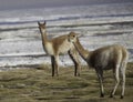 Vicuna ancestor of the lama and alpaca wild animal Royalty Free Stock Photo