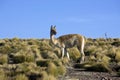 A Vicuna in the Atacama Desert - Chile