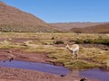Vicuna in the Atacama Desert