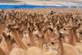 Vicuna Chaccu in the Highlands of Peru Royalty Free Stock Photo