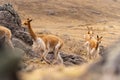 Vicuna Chaccu in the Highlands of Peru Royalty Free Stock Photo