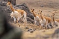 Vicuna Chaccu in the Highlands of Peru Royalty Free Stock Photo