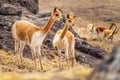 Vicuna Chaccu in the Highlands of Peru Royalty Free Stock Photo