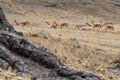 Vicuna Chaccu in the Highlands of Peru