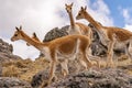 Vicuna Chaccu in the Highlands of Peru Royalty Free Stock Photo