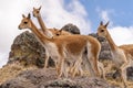 Vicuna Chaccu in the Highlands of Peru Royalty Free Stock Photo