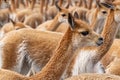 Vicuna Chaccu in the Highlands of Peru Royalty Free Stock Photo