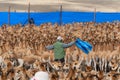 Vicuna Chaccu in the Highlands of Peru