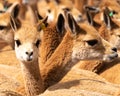 Vicuna Chaccu in the Highlands of Peru Royalty Free Stock Photo