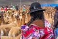 Vicuna Chaccu in the Highlands of Peru Royalty Free Stock Photo