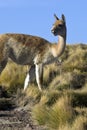 Vicuna - Chile