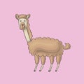 Vicuna cute on pink background. Isolated cartoon vector character