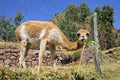 Vicuna eating grass