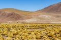 Vicuna at El Tatio geothermal field with geyers in the Andes mountains, Atacama, Chile