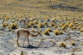 Vicuna at El Tatio geothermal field with geyers in the Andes mountains, Atacama, Chile