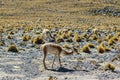 Vicuna at El Tatio geothermal field with geyers in the Andes mountains, Atacama, Chile