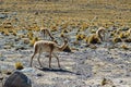 Vicuna at El Tatio geothermal field with geyers in the Andes mountains, Atacama, Chile