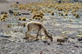 Vicuna at El Tatio geothermal field with geyers in the Andes mountains, Atacama, Chile