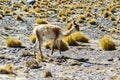 Vicuna at El Tatio geothermal field with geyers in the Andes mountains, Atacama, Chile