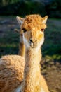 Vicuna family of lama and alpaca looking in the camera