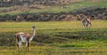Vicuna graze in open field