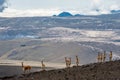 Vicuna in the high alpine areas of the Andes Royalty Free Stock Photo