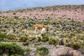 Vicuna in the highlands