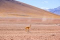 Vicuna