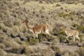 Vicuna in Lauca National Park Royalty Free Stock Photo