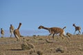 Vicuna in Lauca National Park Royalty Free Stock Photo