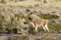 Vicuna in Lauca National Park Royalty Free Stock Photo