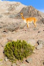 Vicuna Male In Andes Range