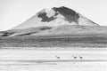 Vicuna and Misti Volcano, Peru Royalty Free Stock Photo