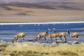 Vicuna in nature Royalty Free Stock Photo