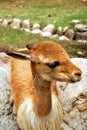 The vicuna Royalty Free Stock Photo