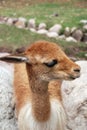 The vicuna Royalty Free Stock Photo