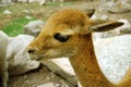 The vicuna Royalty Free Stock Photo