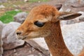 The vicuna Royalty Free Stock Photo
