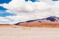 Vicuna in the plateau Altiplano, Bolivia