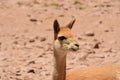 vicuna portrait atacama Desert Chile South America Royalty Free Stock Photo