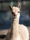 Vicuna - portrait of wild South American camelid living high andean areas Royalty Free Stock Photo