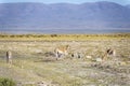 Vicuna in Salinas Grandes in Jujuy, Argentina Royalty Free Stock Photo