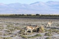 Vicuna in Salinas Grandes in Jujuy, Argentina Royalty Free Stock Photo